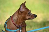 Red-Dog A. Von