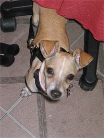 Chula