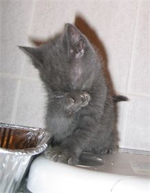 Squeak