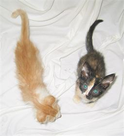 Basil and Indiana
