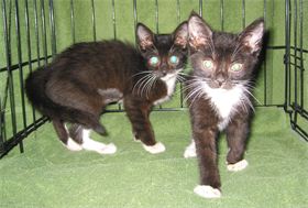 Olive and Pepper