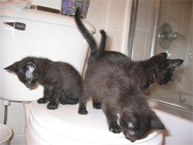 The Triplets