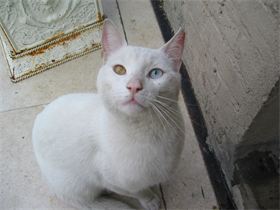 Bowie
