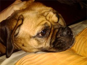 Pugsley